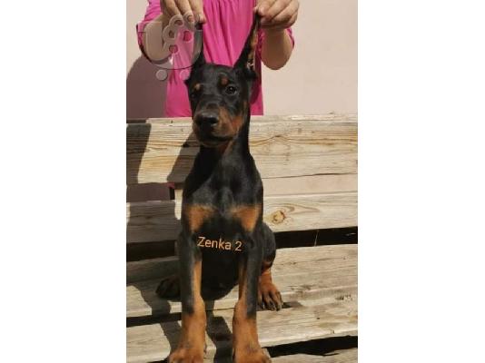 Doberman